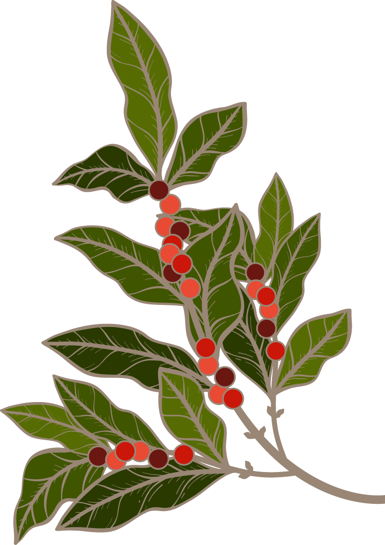 A Journey From <br><em>Plant to Cup</em>