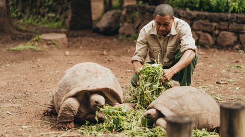 Giant tortoise resting at Chamarel Seven Coloured Earth Geopark