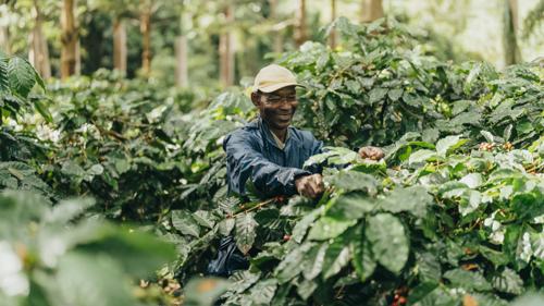 Commencez votre tour du café à Chamarel, à l’île Maurice