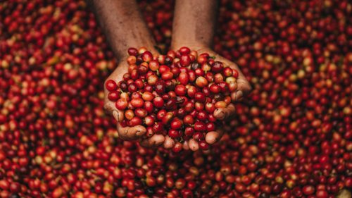 Plantation de café à Chamarel, mettant en valeur les champs verdoyants et le patrimoine agricole mauricien