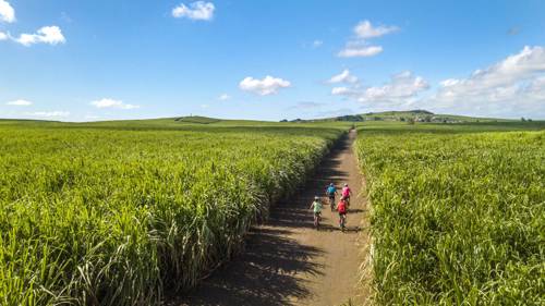 Tourisme durable à vélo au cœur des plantations de canne à sucre à l’île Maurice