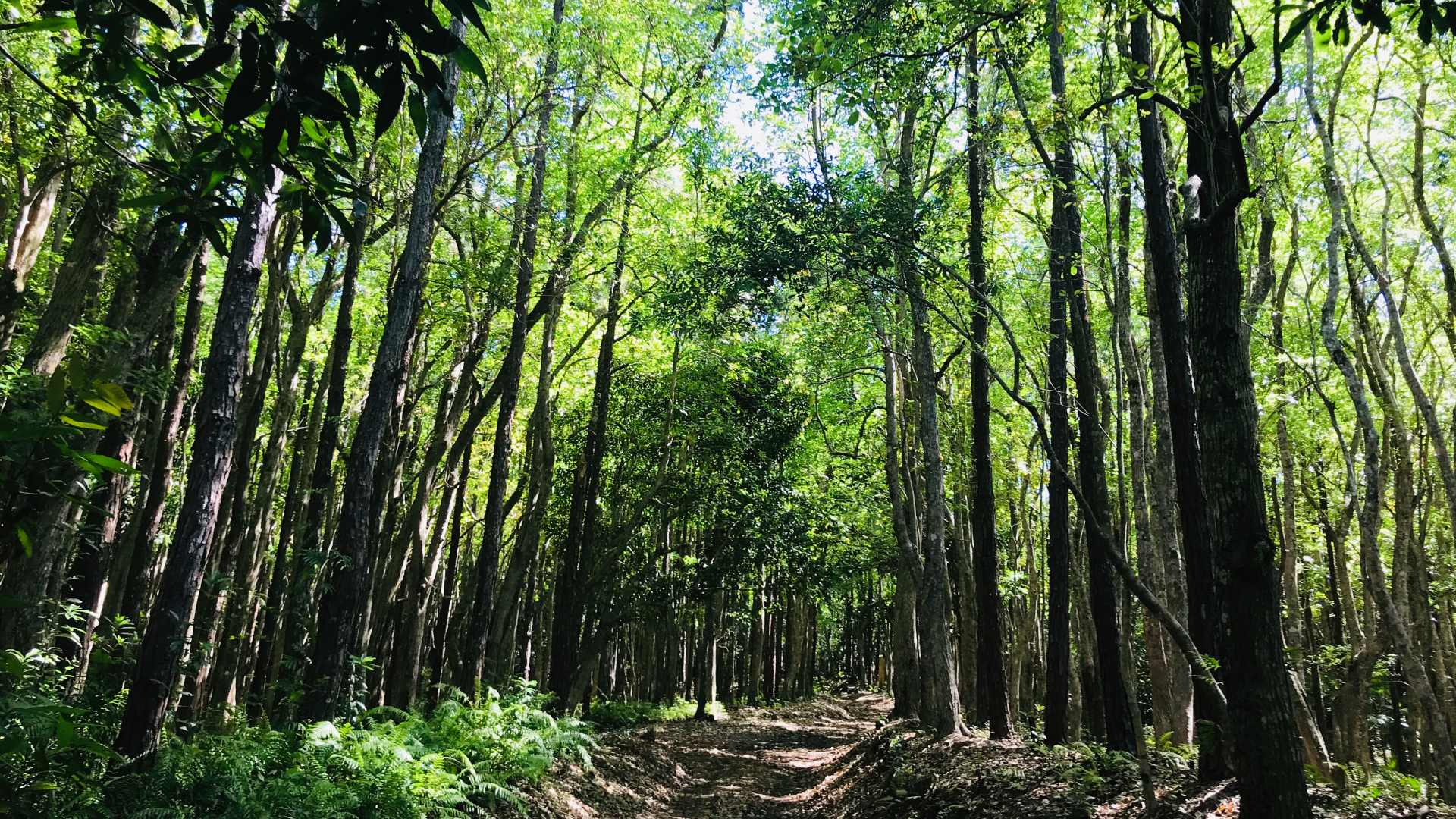 Sustainable Tourism: How to explore Mauritius responsibly